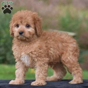 Jax, Cavapoo Puppy